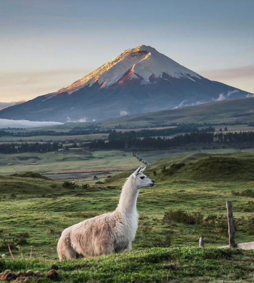 SLYNUMBER eSIM activated on a smartphone in Ecuador